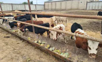 Фермеры Актюбинской области предупреждают о кризисе в животноводстве