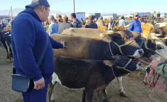 Цены на скотный рынок Казахстана: репортаж о профессии чабана