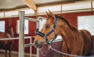 Ипподром на распродаже: как лошади сменили колеса за 200 тысяч тенге