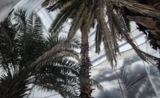 В Алматы замерзают пальмы: горожане бьют тревогу о оранжерее