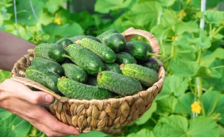 Снег и цены на огурцы: влияние СЗПТ на стоимость в Казахстане