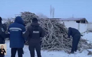 В Кызылординской области раскрыта группа по вырубке саксаула