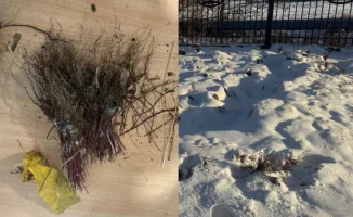 Саженцы, купленные на деньги налогоплательщиков, обрели «покой» в земле