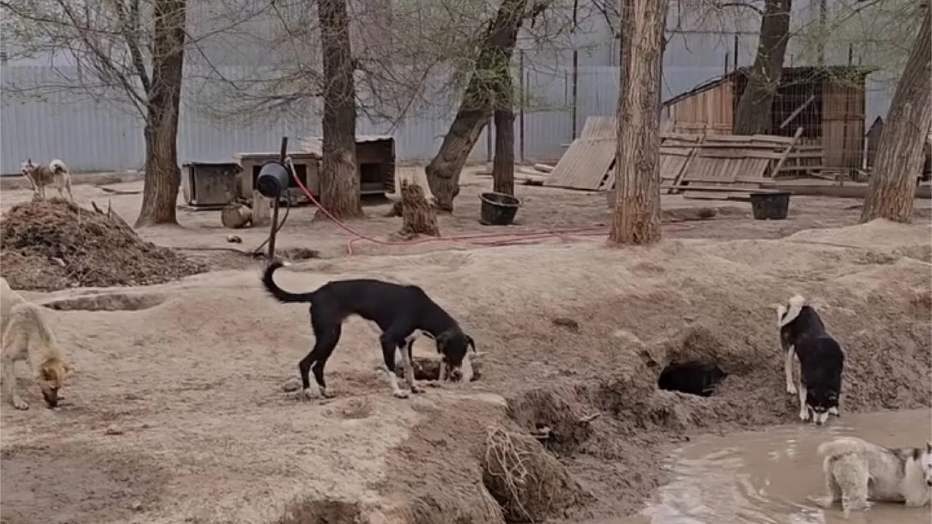 приют для животных