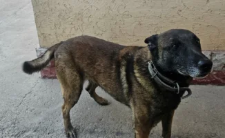 В Туркестанской области на продажу выставили 12 ветеранов служебных собак