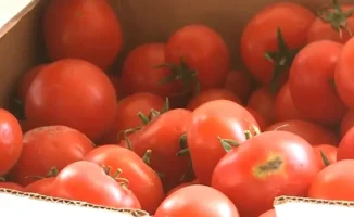 Фермеры Туркестанской области на грани банкротства из-за импорта помидоров