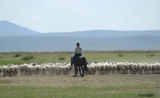 Вакансия пастуха в Китае: зарплата миллион тенге вызывает ажиотаж